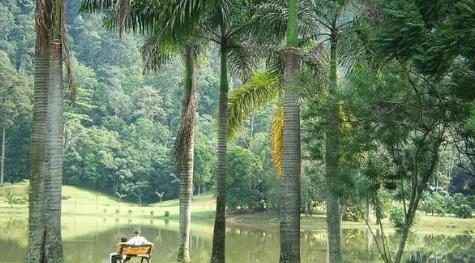 Forest Research Institute Malaysia ( FRIM ) — photo 1