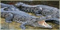 Miri Crocodile Farm — photo 1