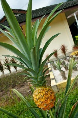 Pineapple Museum — photo 1