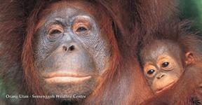 Semenggoh Wildlife Rehabilitation Centre — photo 1