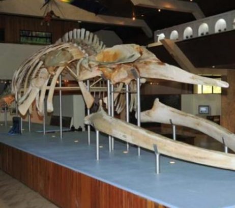 State Museum, Kota Kinabalu — photo 1