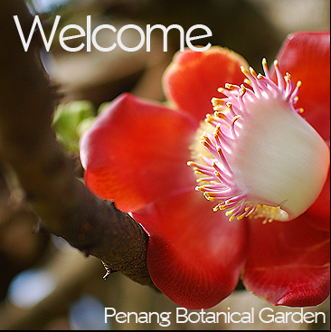 Tropical Botanical Gardens — photo 1